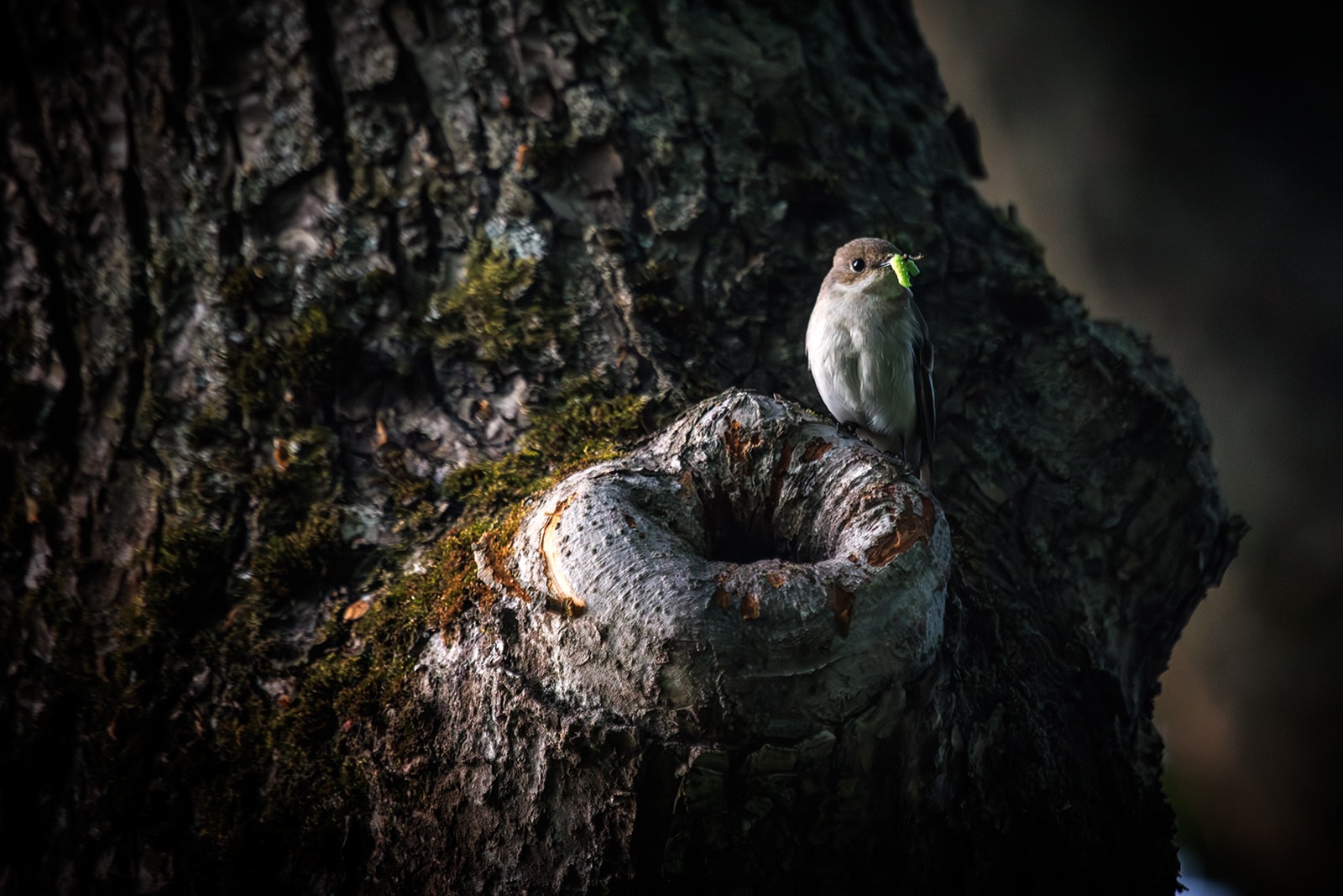 Карельский фотограф рассказал, как чуть не помешал природе