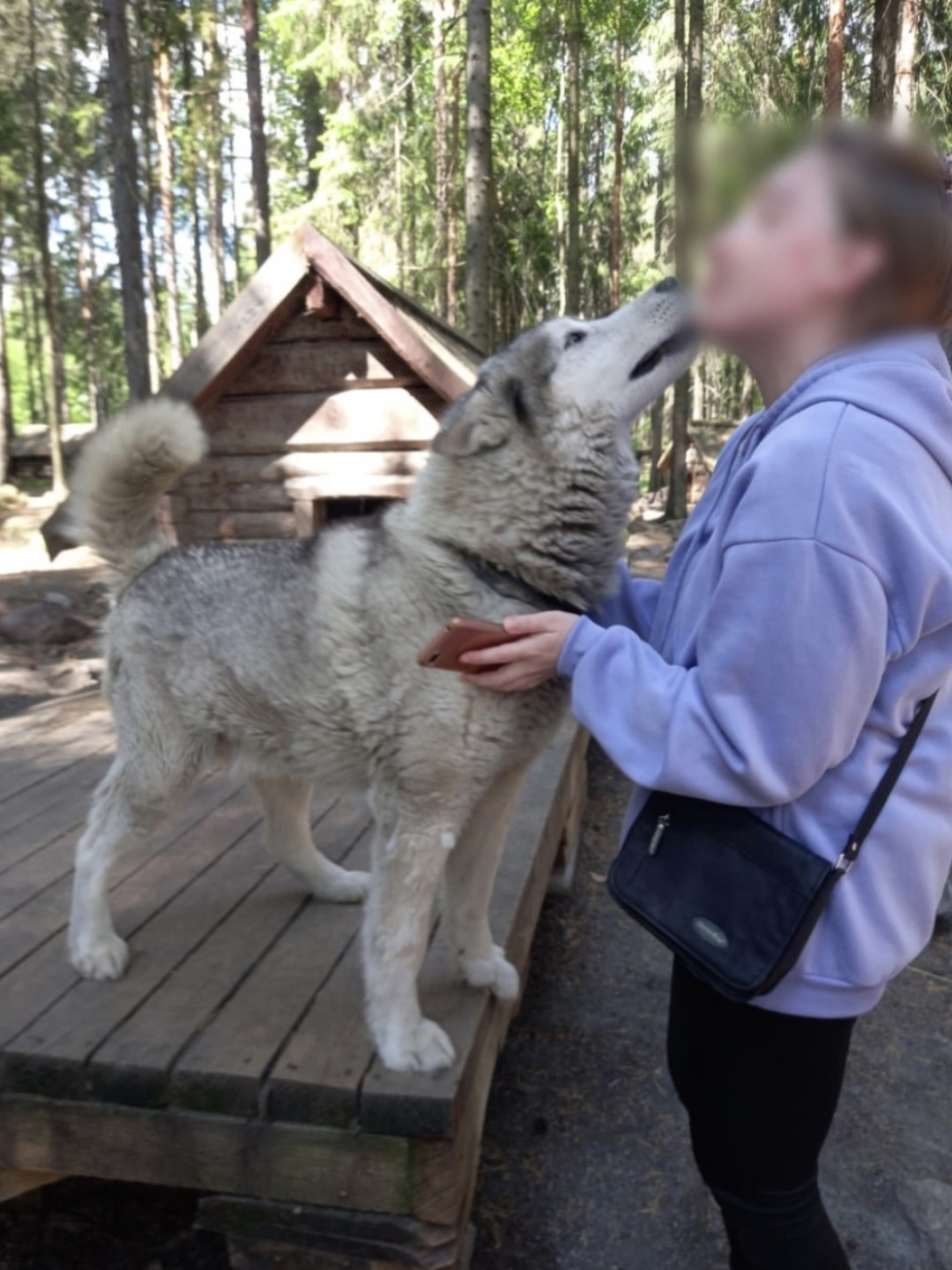Успешная реабилитация: как общение с животными помогает выздоровлению