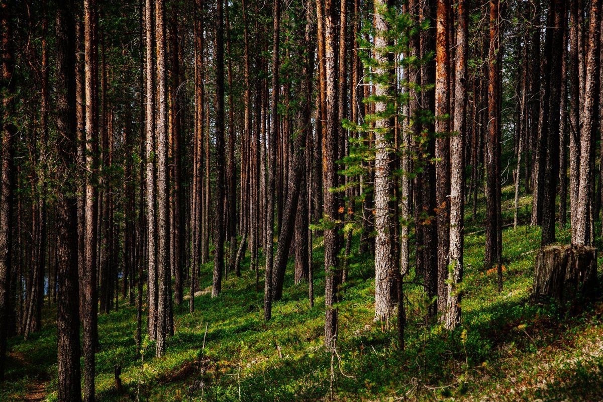 Спасатели нашли заблудившуюся на севере Карелии женщину