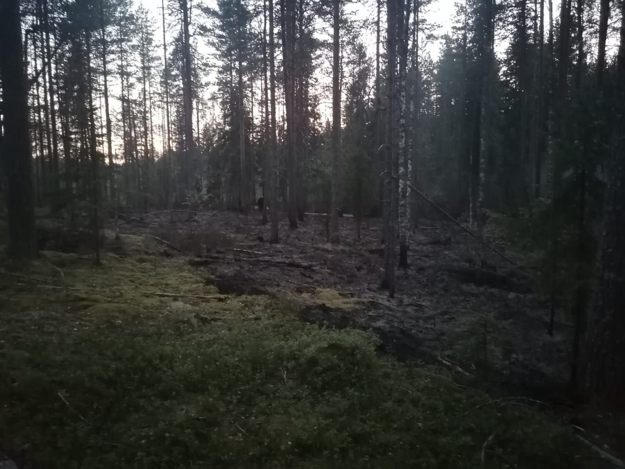К восходу солнца огнеборцы и дачники потушили пожар в лесу Пряжинского района