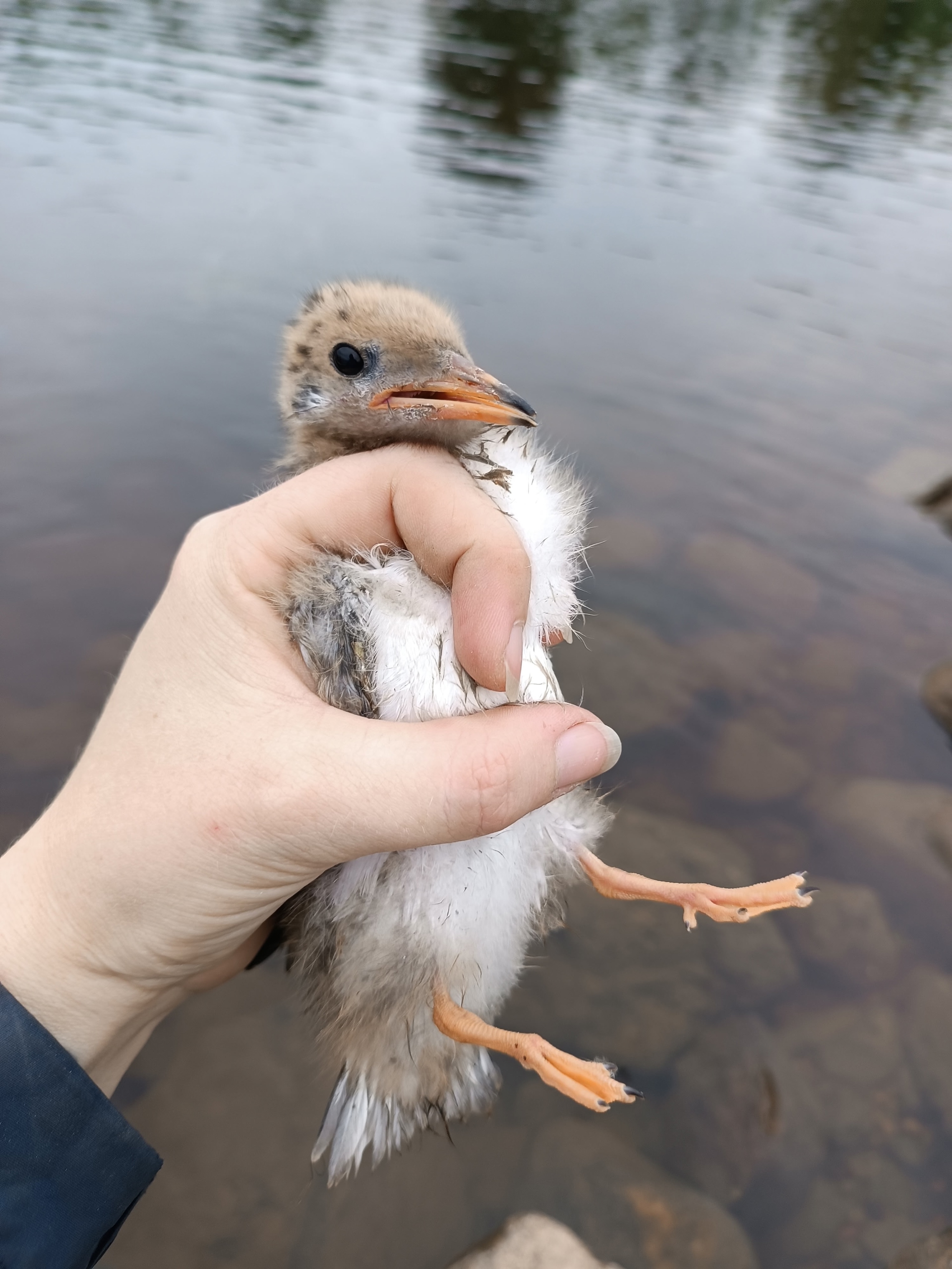 На Ладоге окольцевали речных крачек