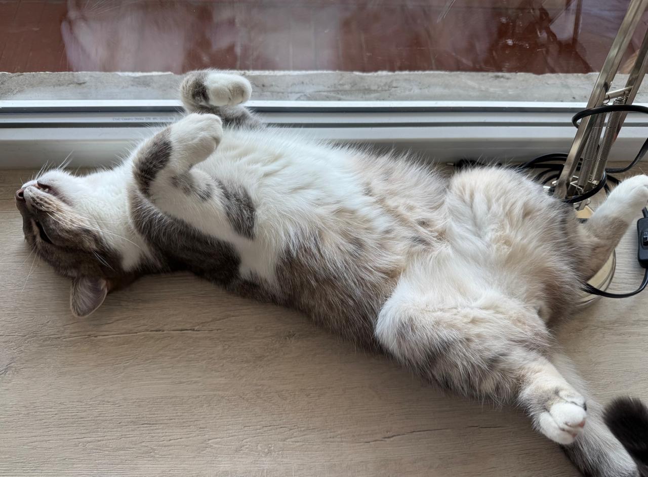 Кошки лидируют среди домашних любимцев в Карелии