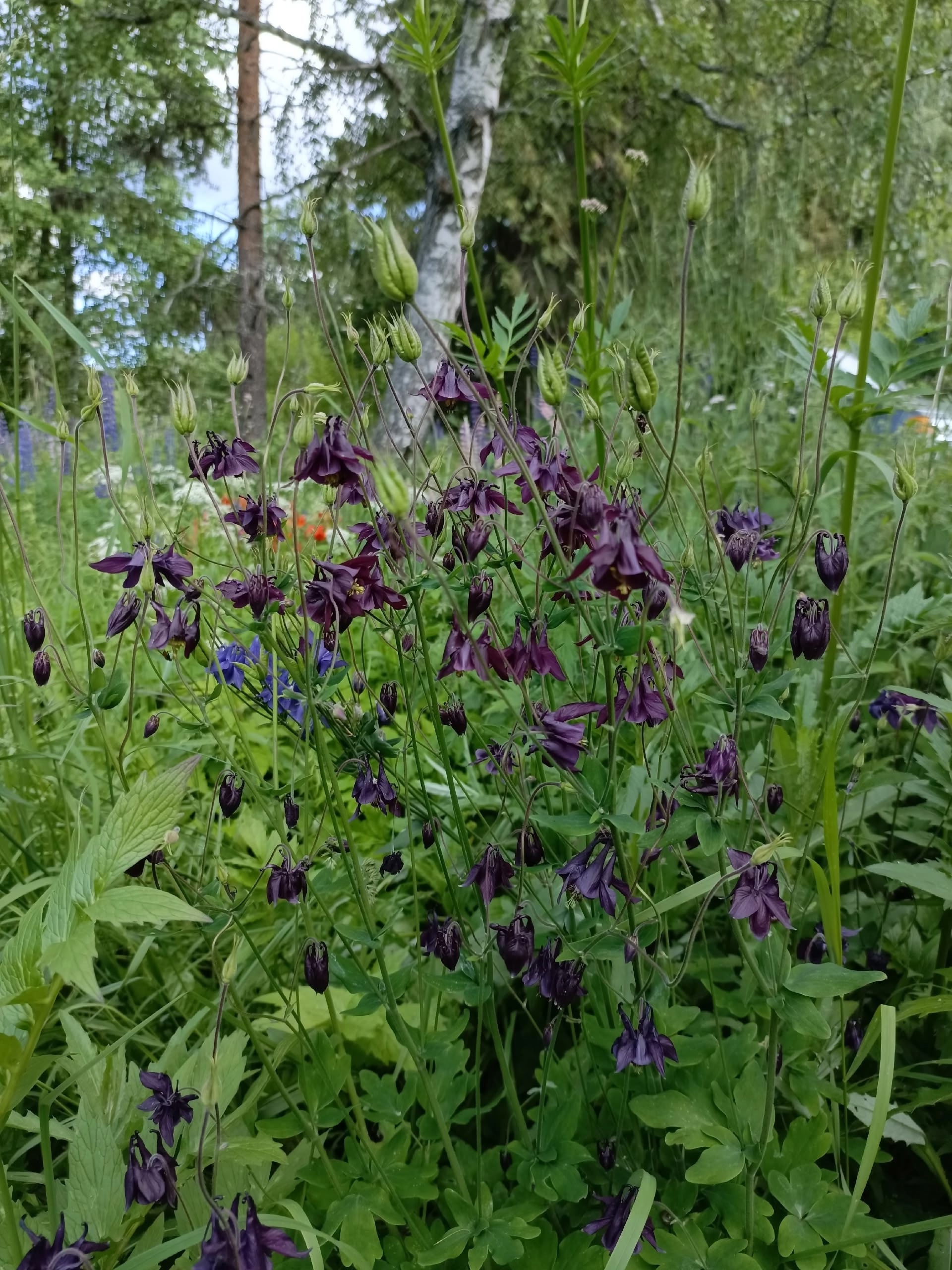 Танец фей: водосбор расцвел в Карелии