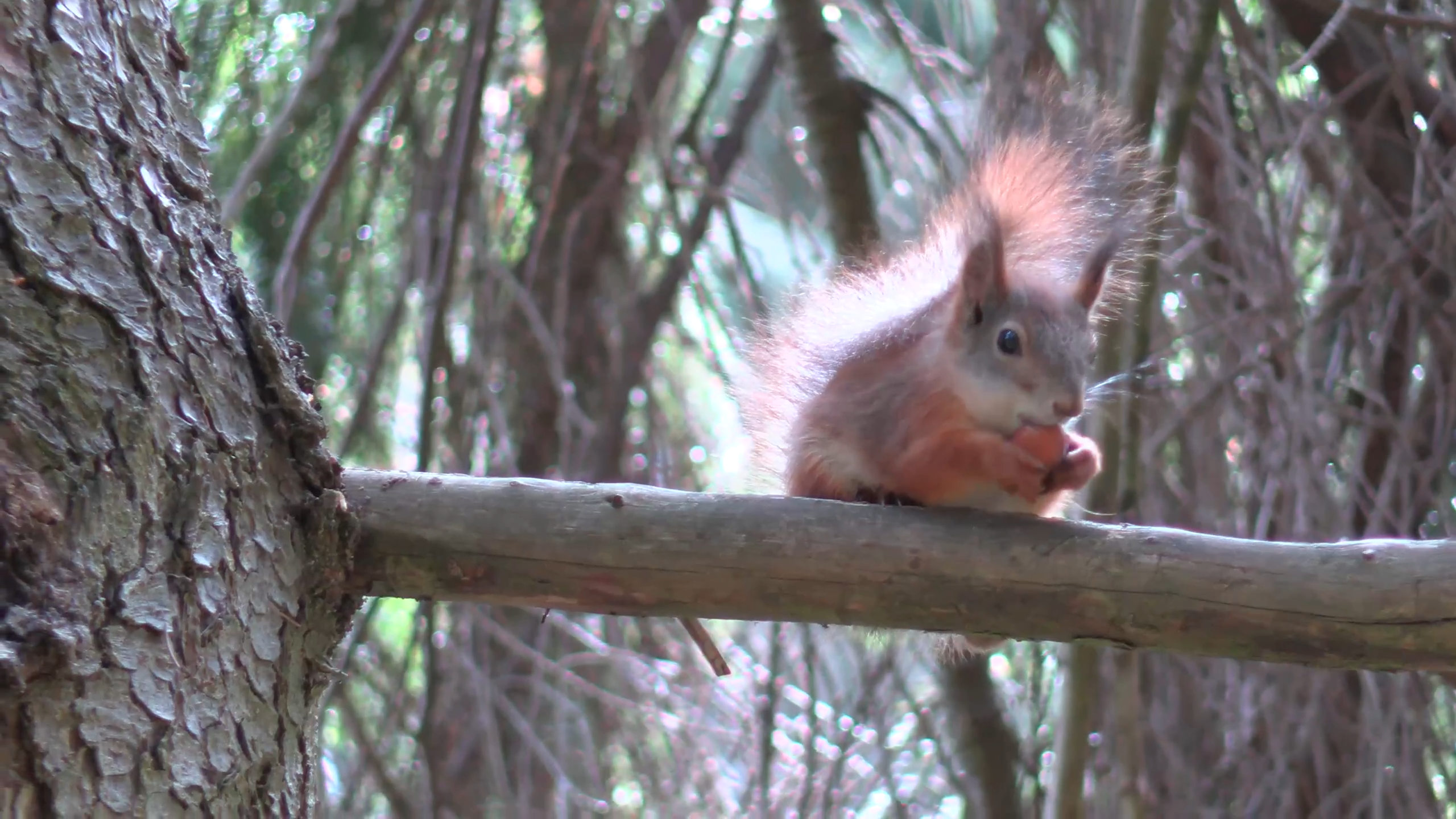 Узнали, как жара и переедание могут повлиять на животных