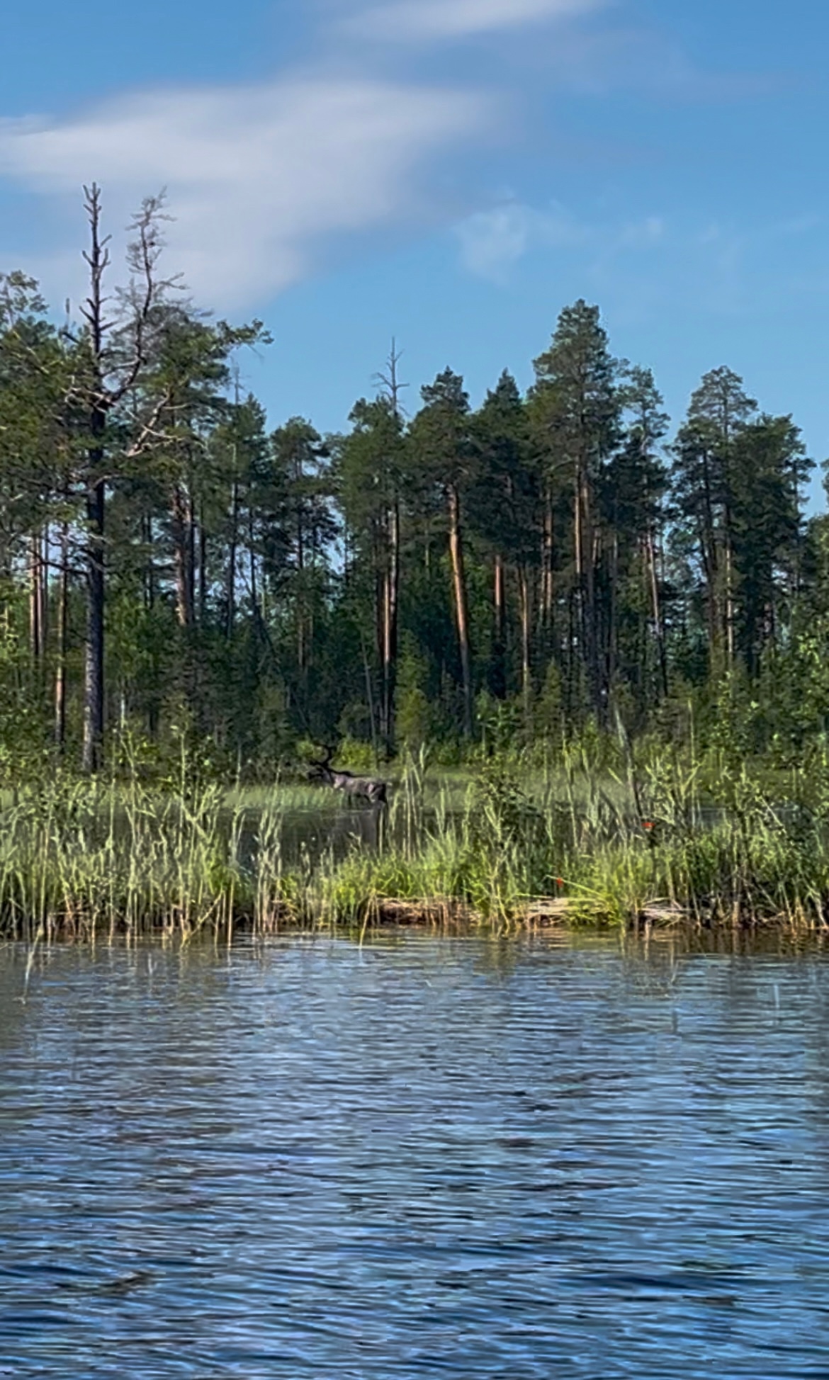 Лесного северного оленя засняли на камеру в Калевальском районе