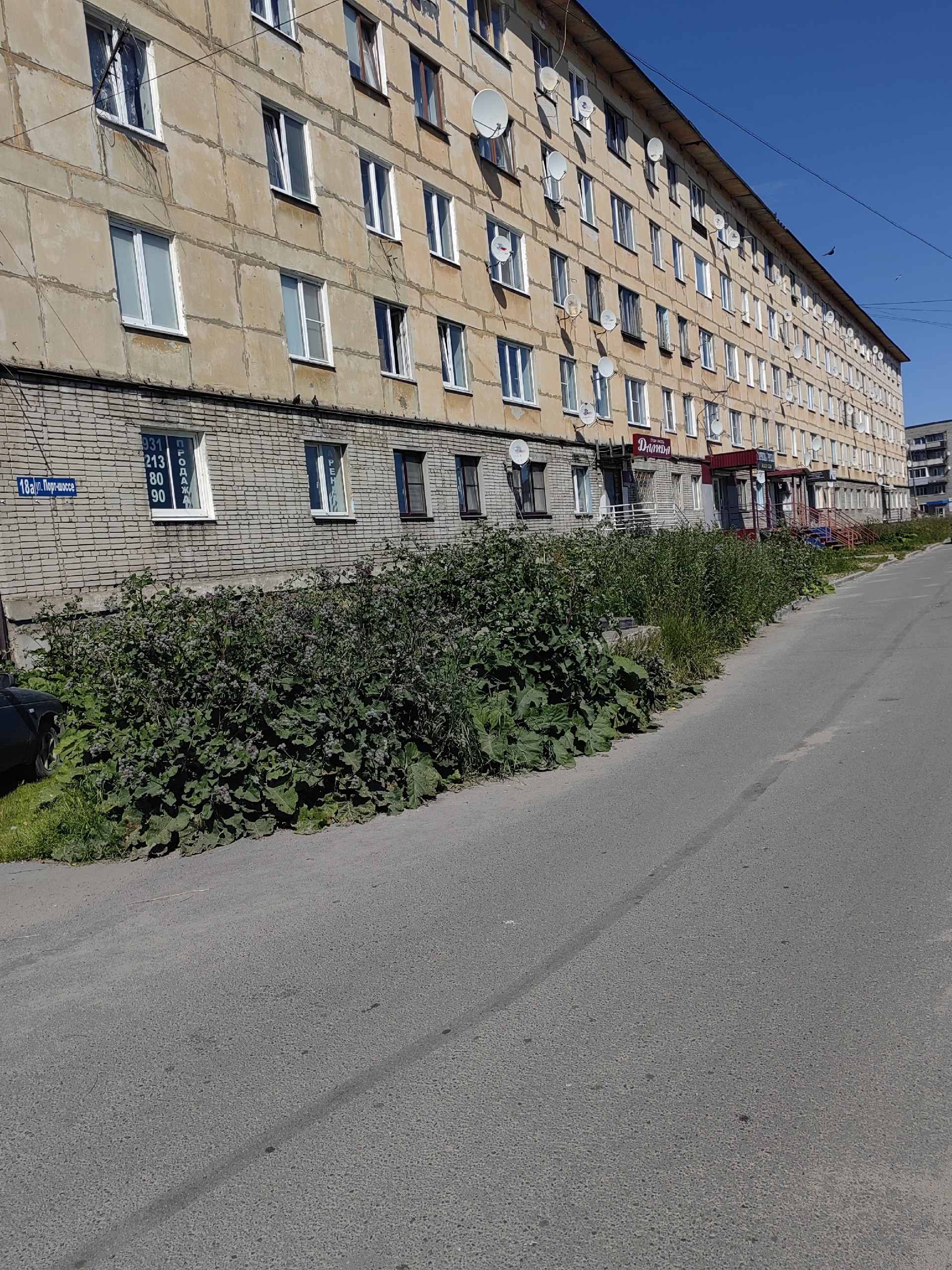 Жители Карелии пожаловались на заросли лопуха и борщевика во дворах