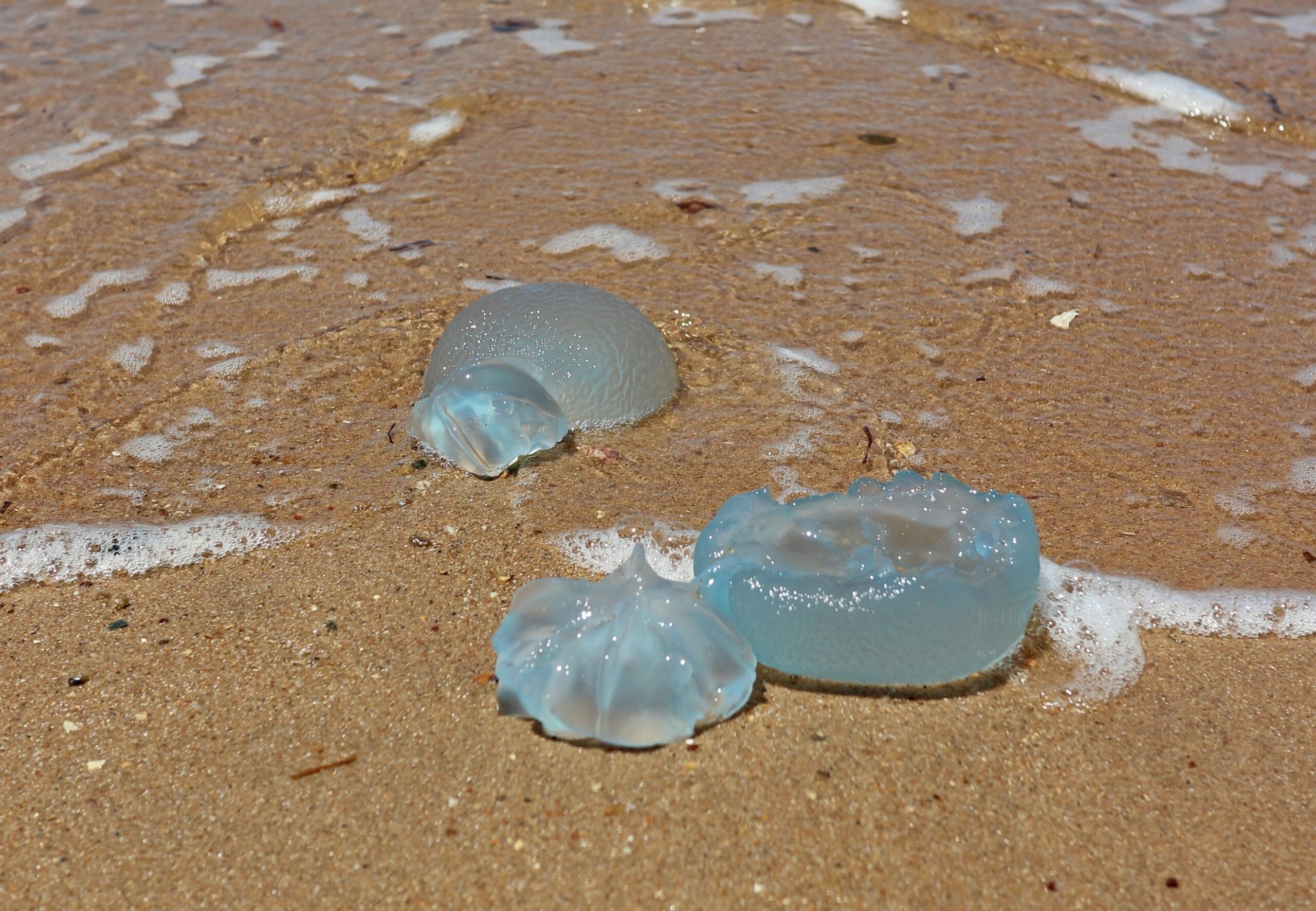 Отдых с ожогами: туристы массово жалуются на жгучих медуз