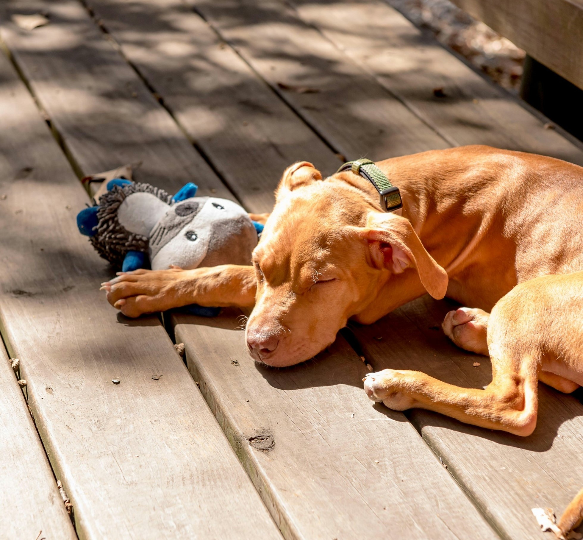 Пятница в Карелии будет теплой и почти без дождя