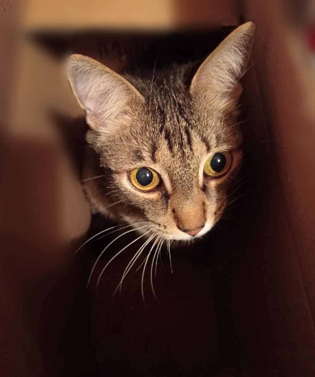 Загнанного на дерево домашнего питомца спасли спустя четыре дня в Приладожье