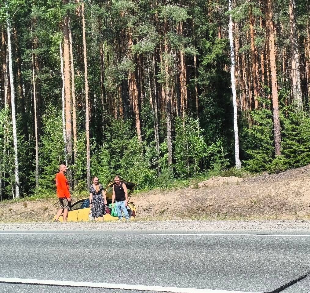 Лося сбили на трассе в Прионежье