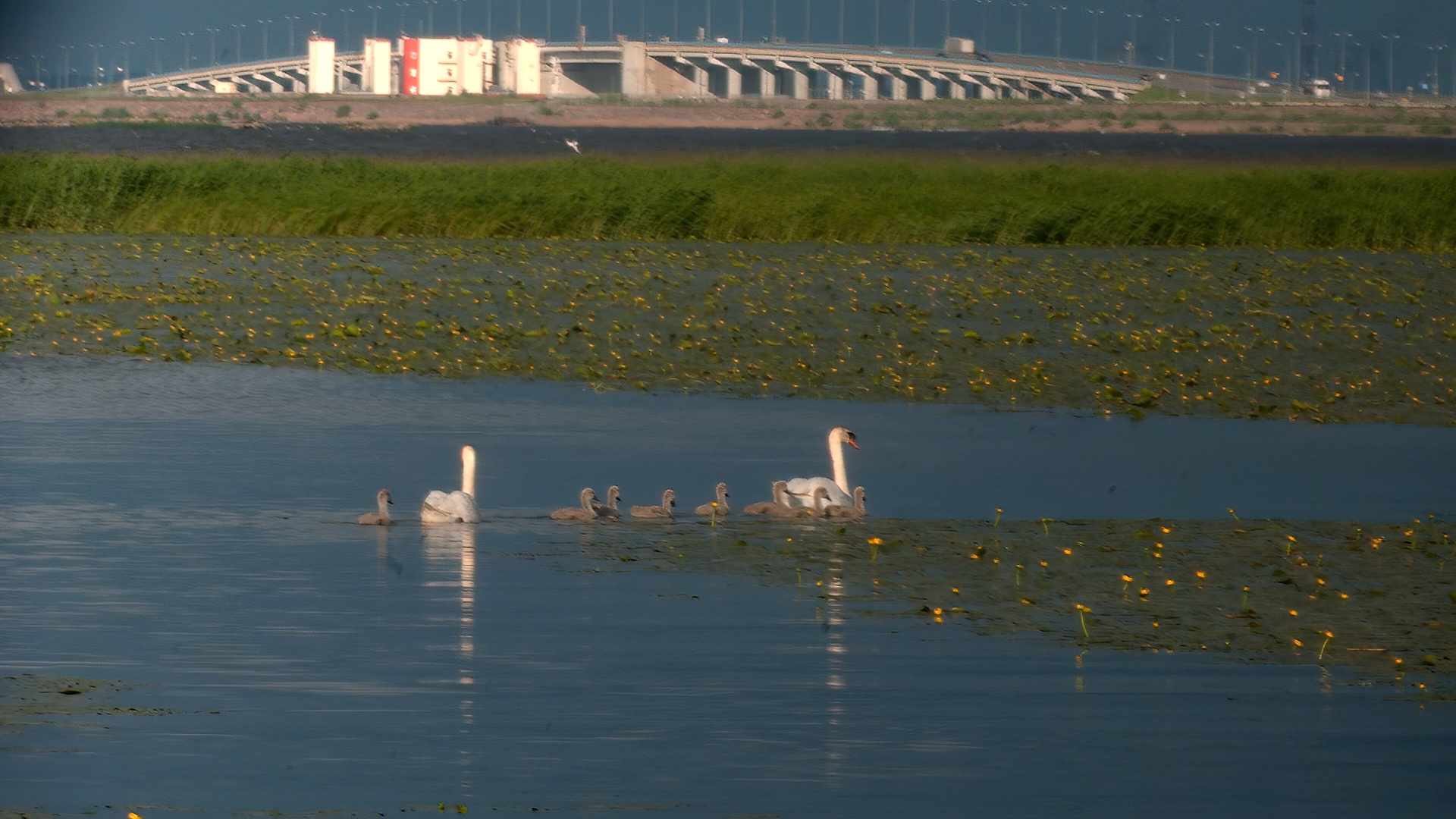Лебеди-шипуны обжились в Санкт-Петербурге и приносят потомство