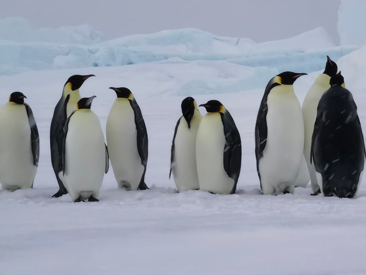 Численность пингвинов в Антарктике достигла исторического максимума
