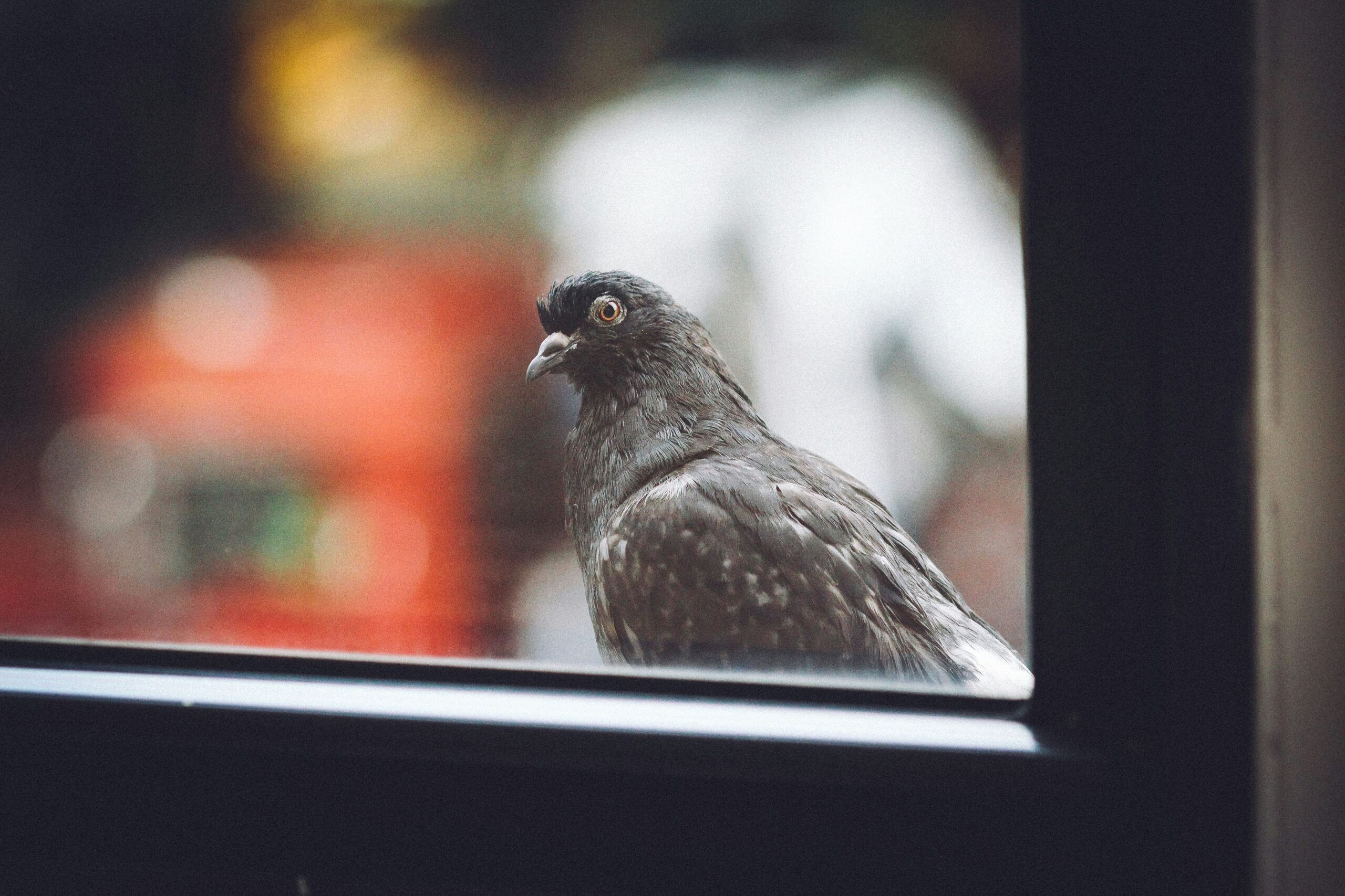 История про голубя, который ждал помощи на балконе