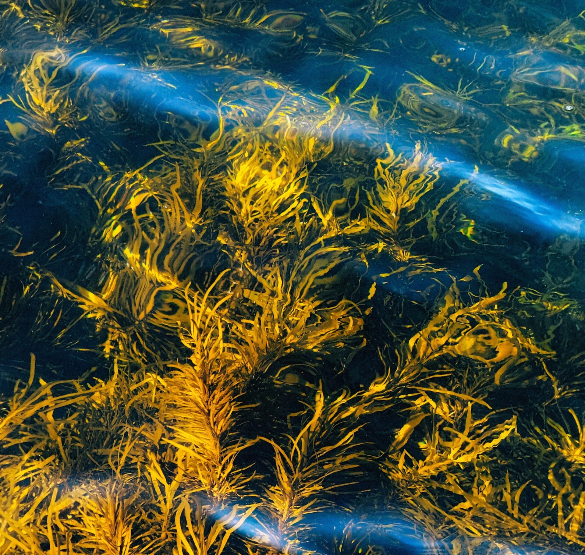 Уникальное производство по переработке водорослей откроют у Белого моря