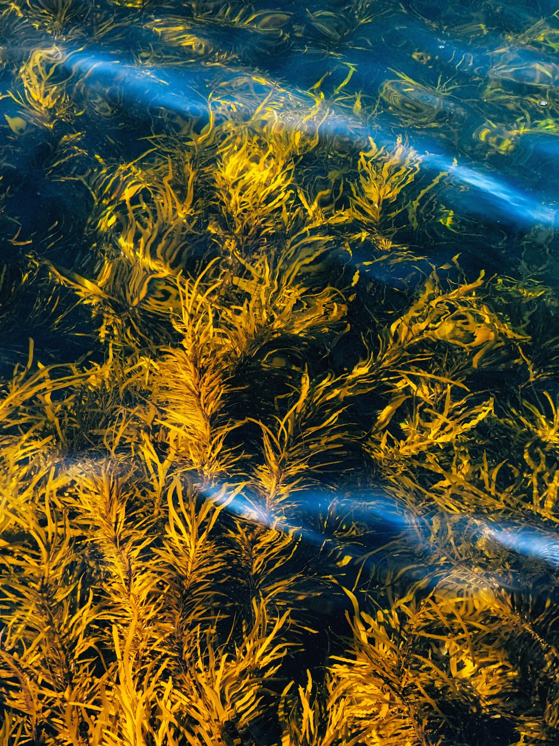 Кормовая добавка из водорослей получила престижный сертификат