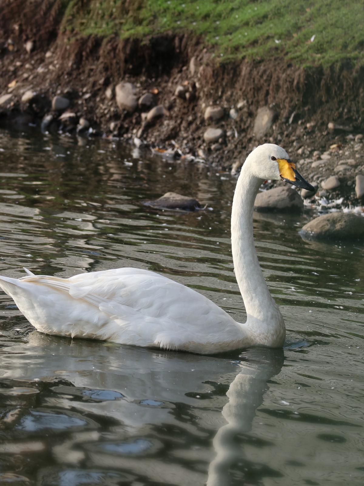 В Карельском зоопарке рассказали про белоснежных однолюбов