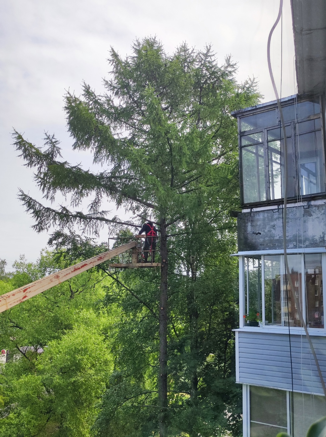 Здоровые деревья спилили на одной из улиц в Петрозаводске, а сухостой оставили