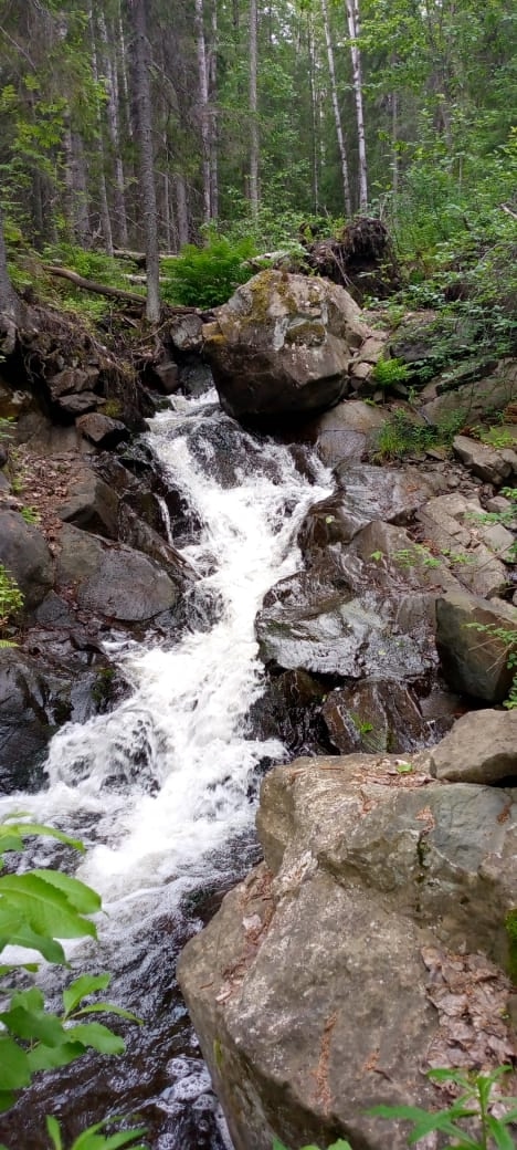 «Природа сама противилась»: одно из карельских озер страдает от вырубок и тяжелой техники