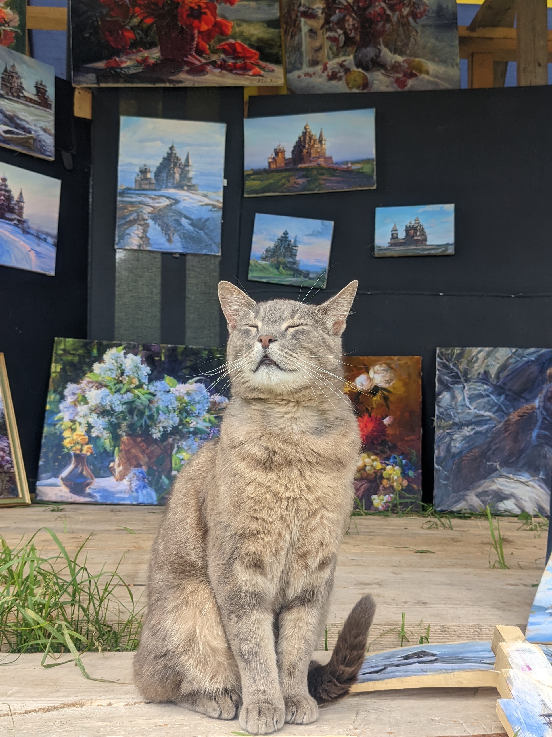 Кот-бродяга Яшка оказался знаменитостью Кижской волости