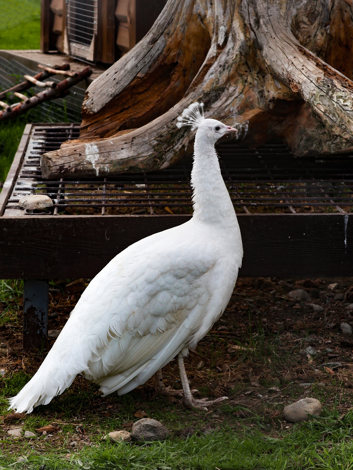 Карельский зоопарк показал белого павлина