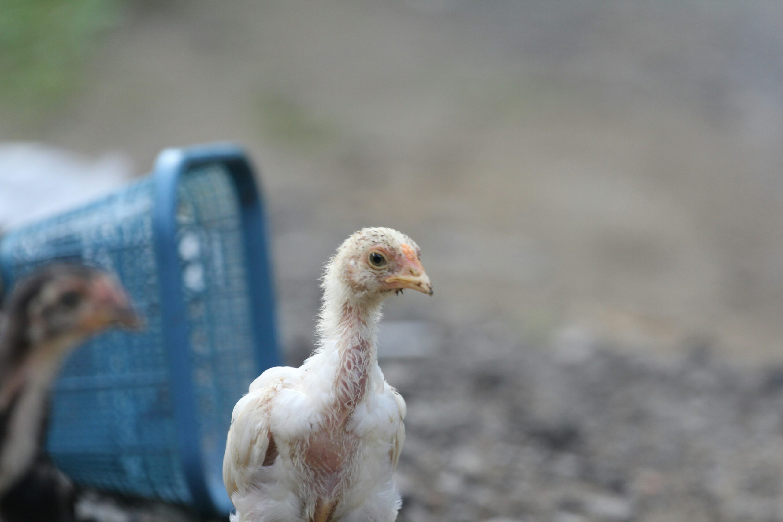 Куры от голода стали каннибалами