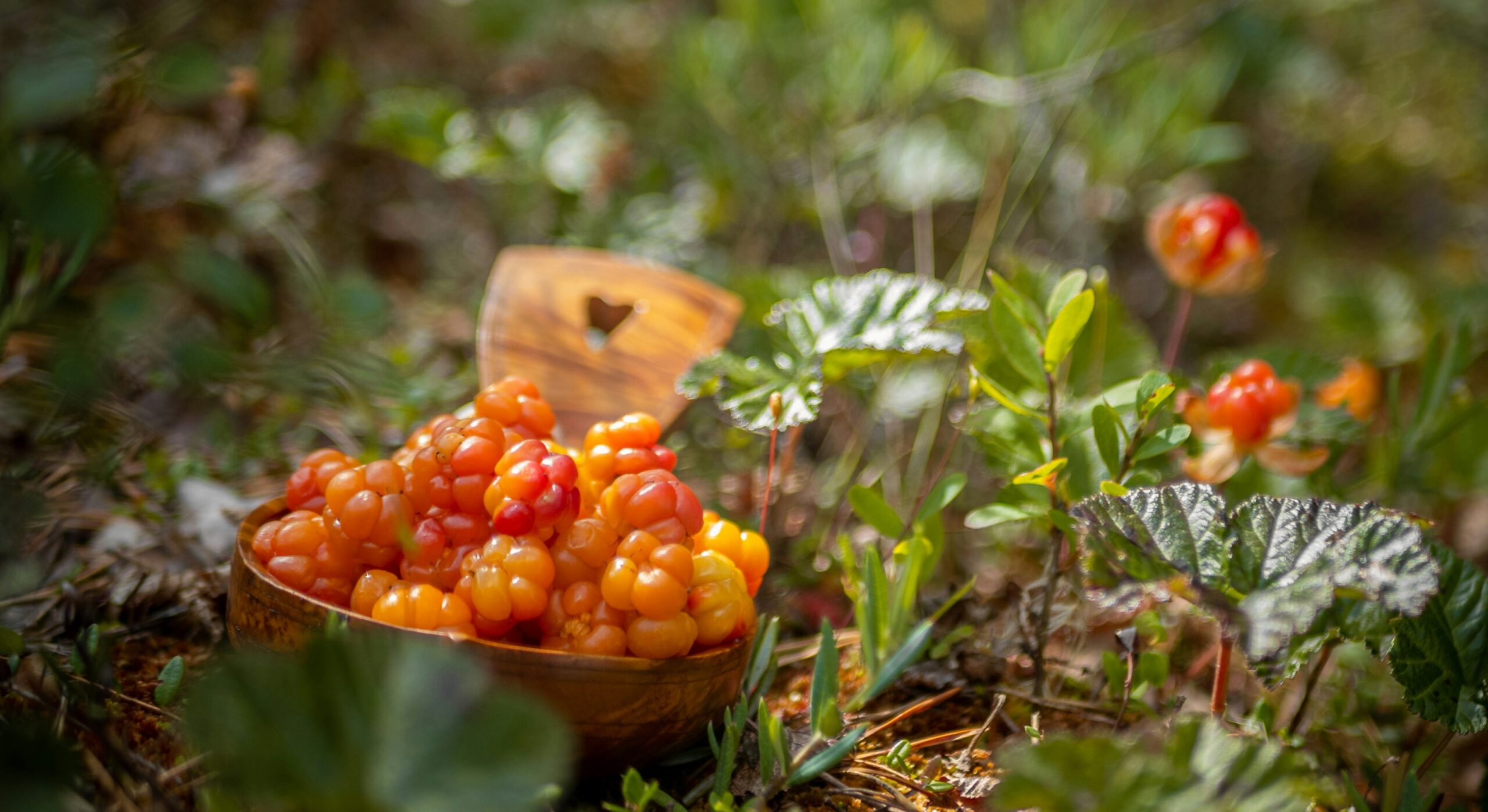 В сети поэтично рассказали, как в Карелии добывают морошку