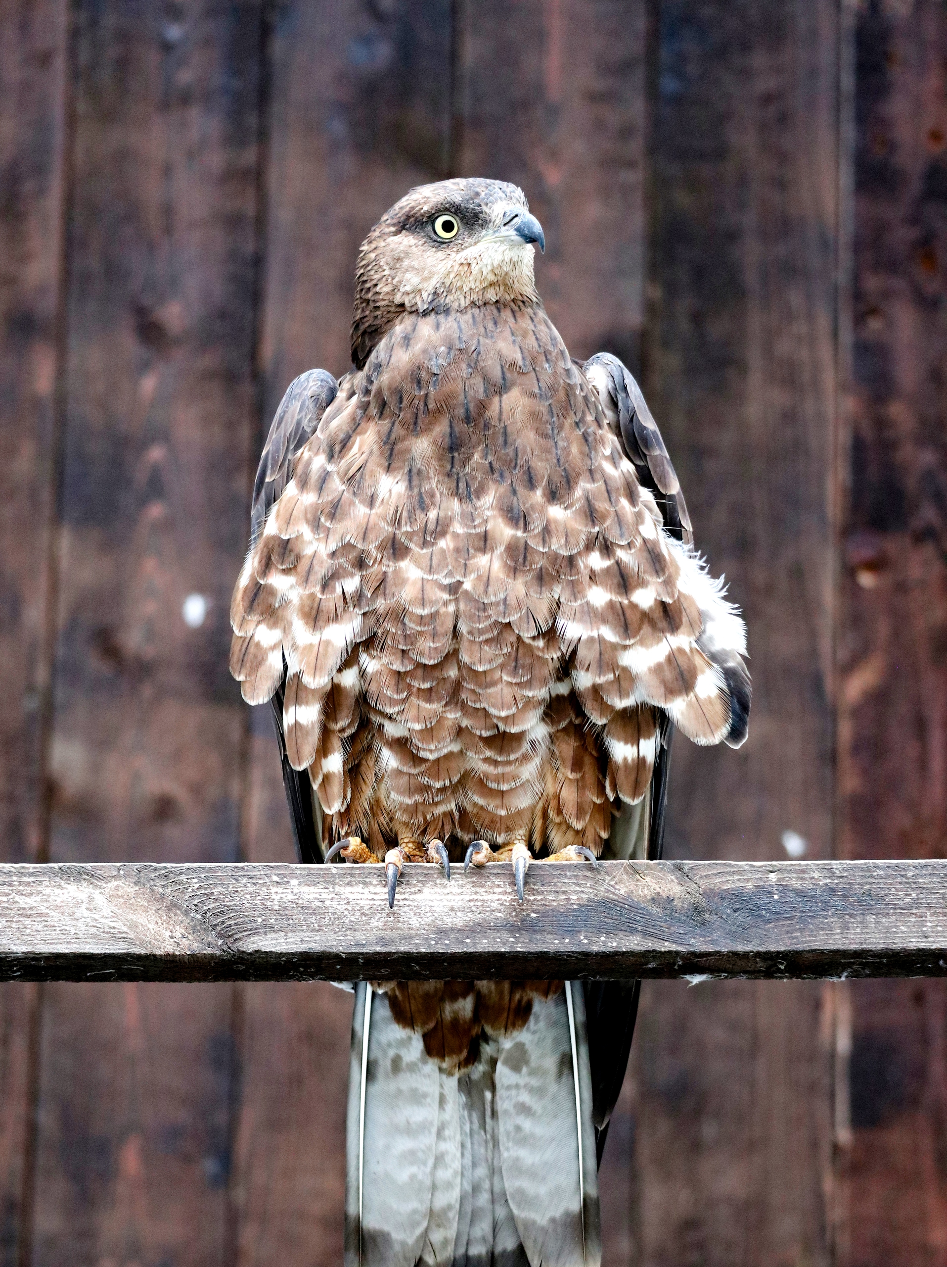 В Карельском зоопарке можно встретить хищника-осоеда