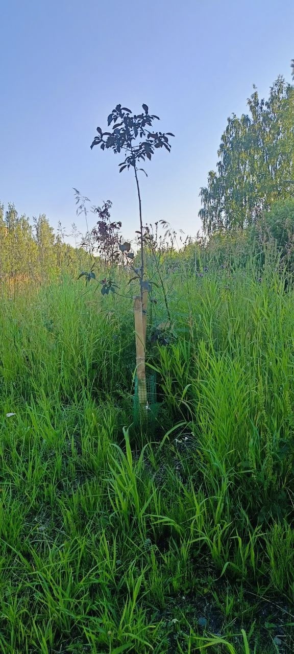 Сад памяти — в траве: место памяти о бойцах СВО заросло в Петрозаводске
