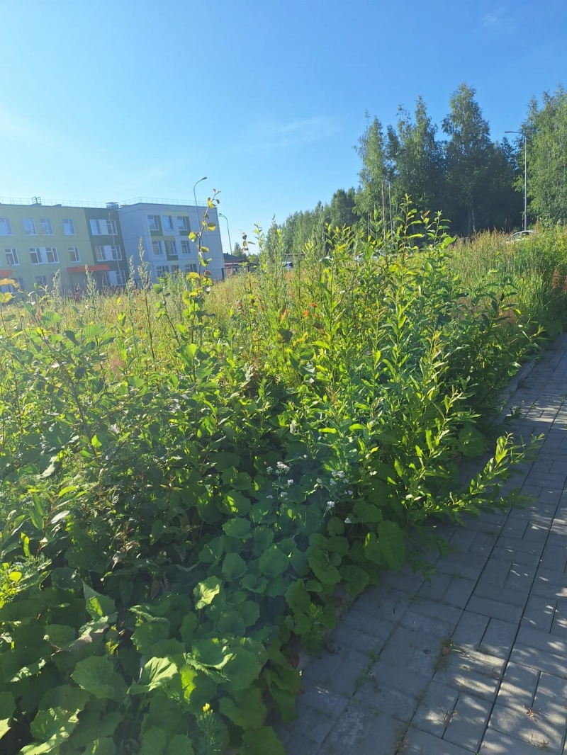 Жители Древлянки водят детей в садик мимо кустов со змеями