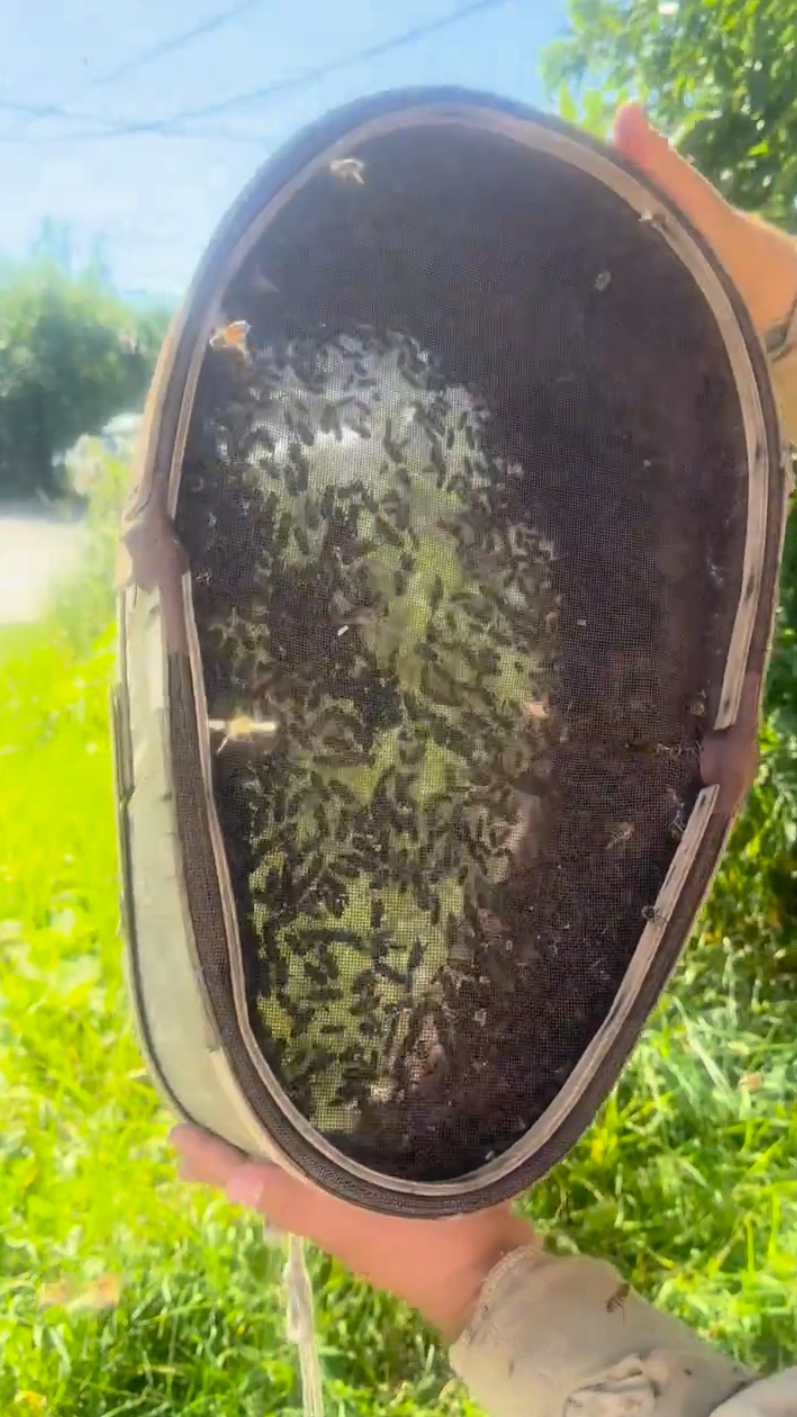 В Петрозаводске сняли пчелиный рой со двора жилого комплекса