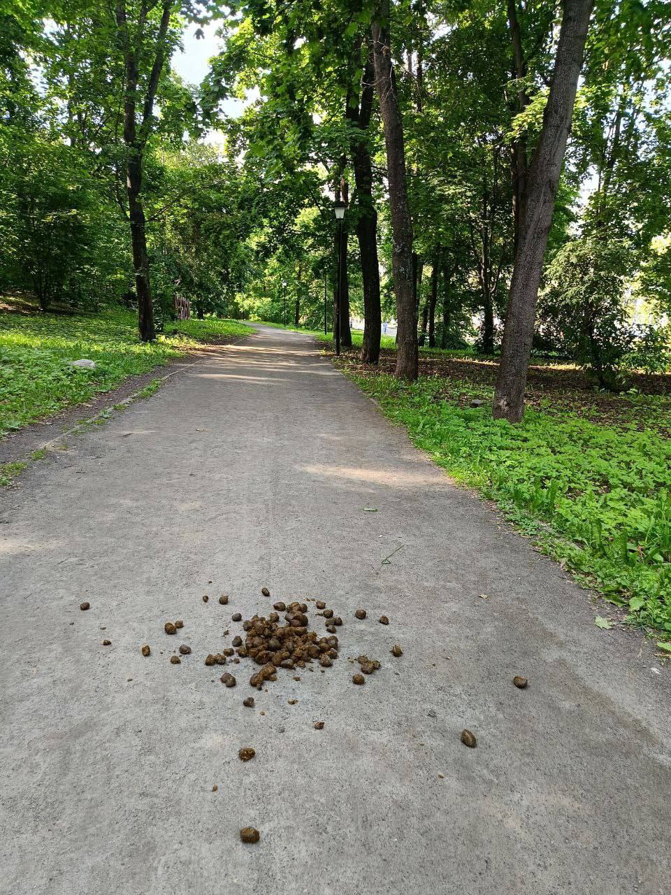Жительница Петрозаводска пожаловалась на лошадиный навоз в парке у набережной