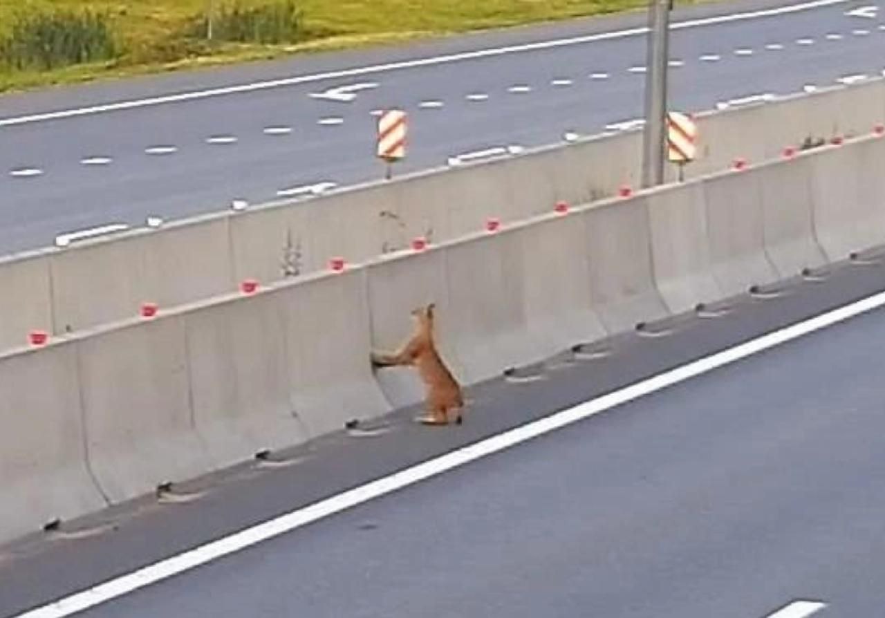 Рысь металась по дороге между Петербургом и Карелией