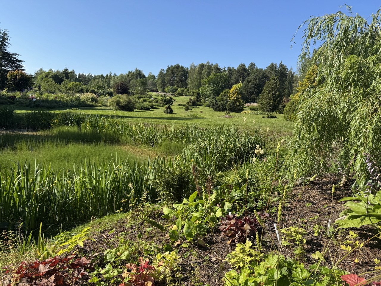 Ботанический сад расцвел в жару в Петрозаводске