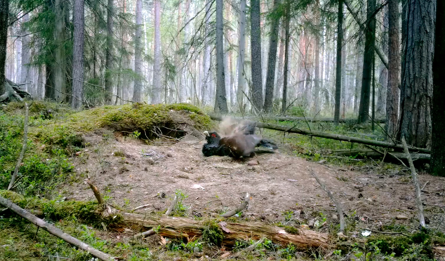 Узнали, как птицы устраивают себе природные спа-процедуры