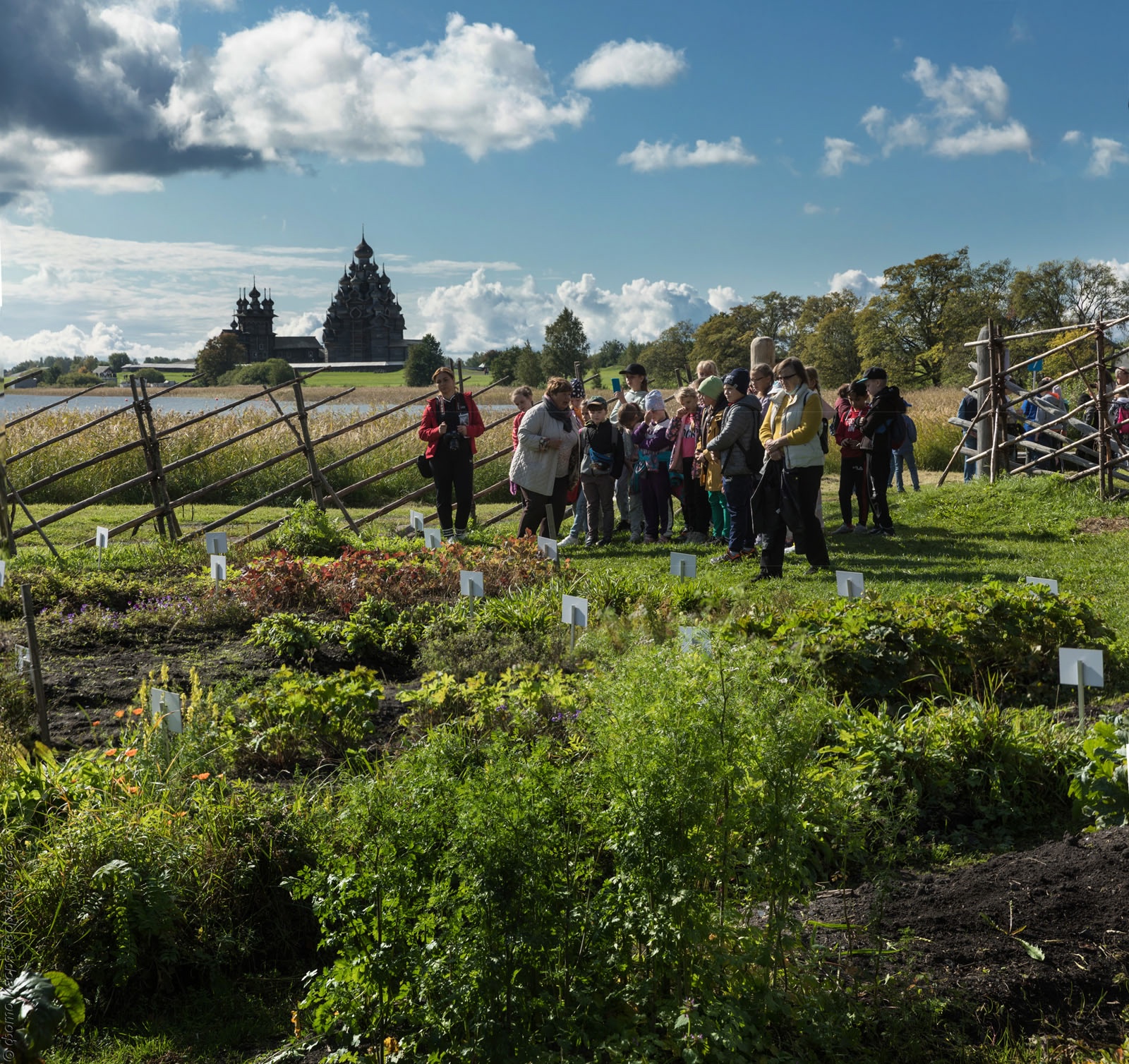 На острове Кижи можно узнать, что лечили травами в прошлом и как их используют сегодня