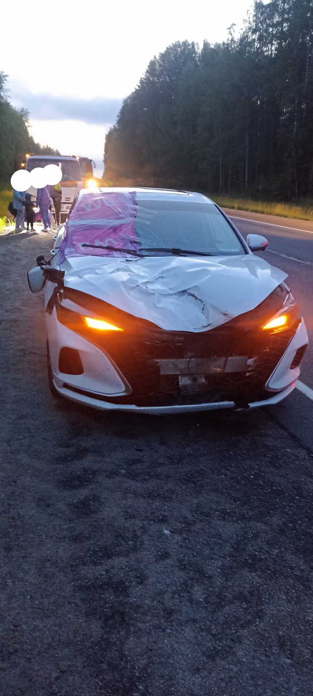 На севере Карелии автомобиль снова сбил лося