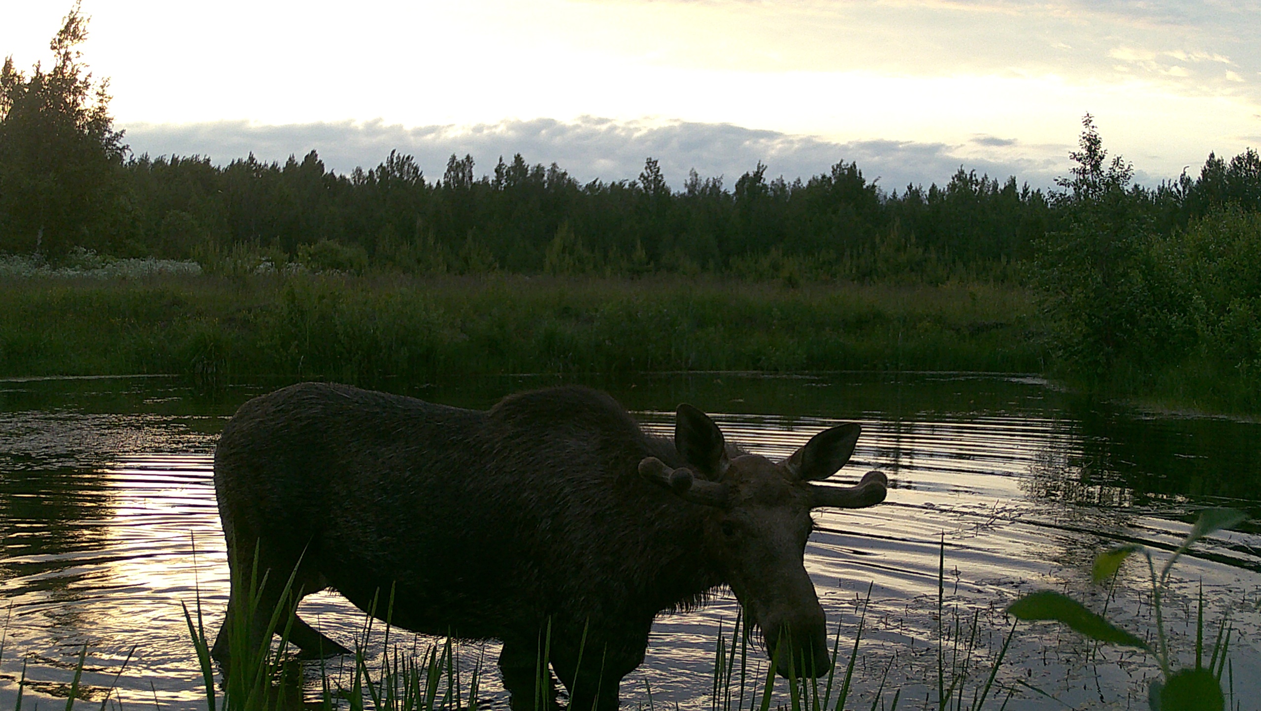 Сохатые принимают ванну: смотрим, как это было