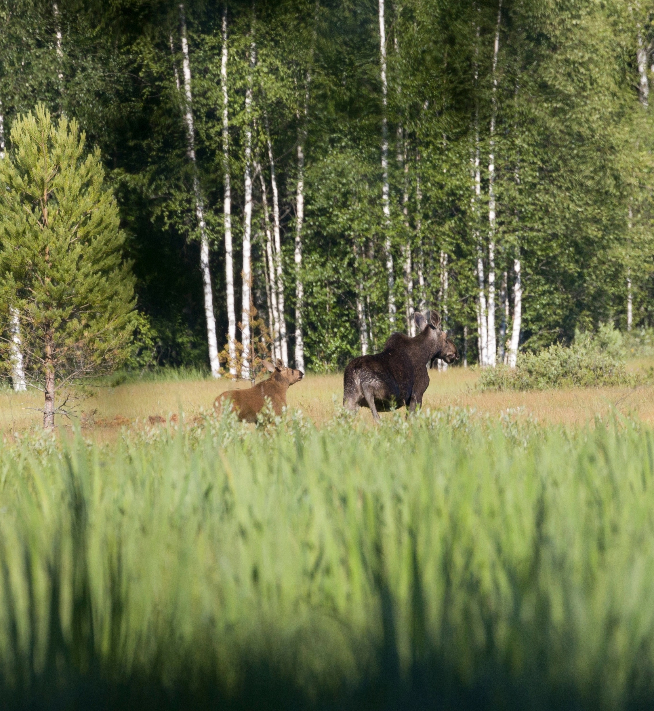 Любовь и заботу в мире животных засняли на камеру в Нижне-Свирском заповеднике
