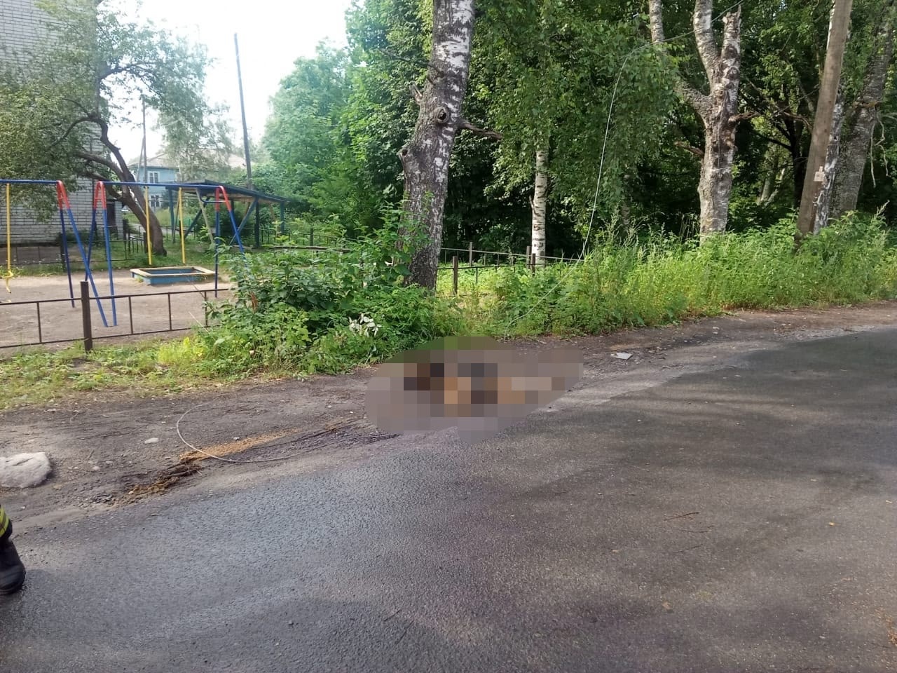 Оборвавшийся провод убил собаку в одном из поселков Карелии