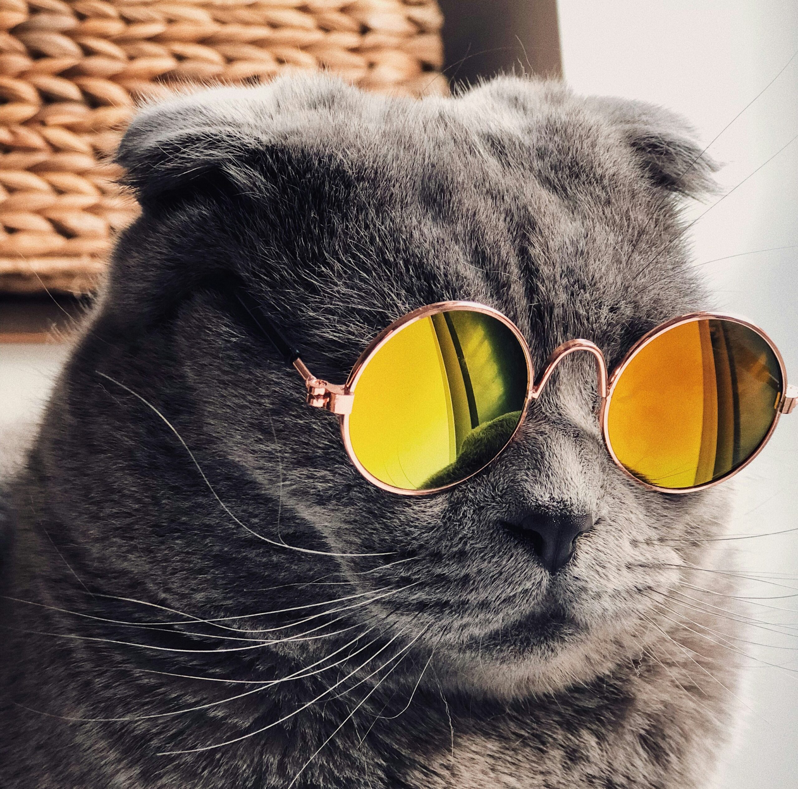 Розы - можно, лилии - смерть: гид по безопасным букетам для кошатников