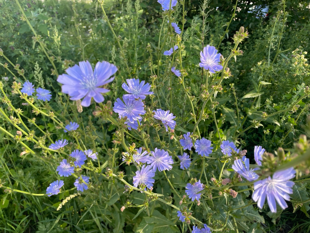 Мечта, а не выходные: в Карелии сохранится жара до +30°С