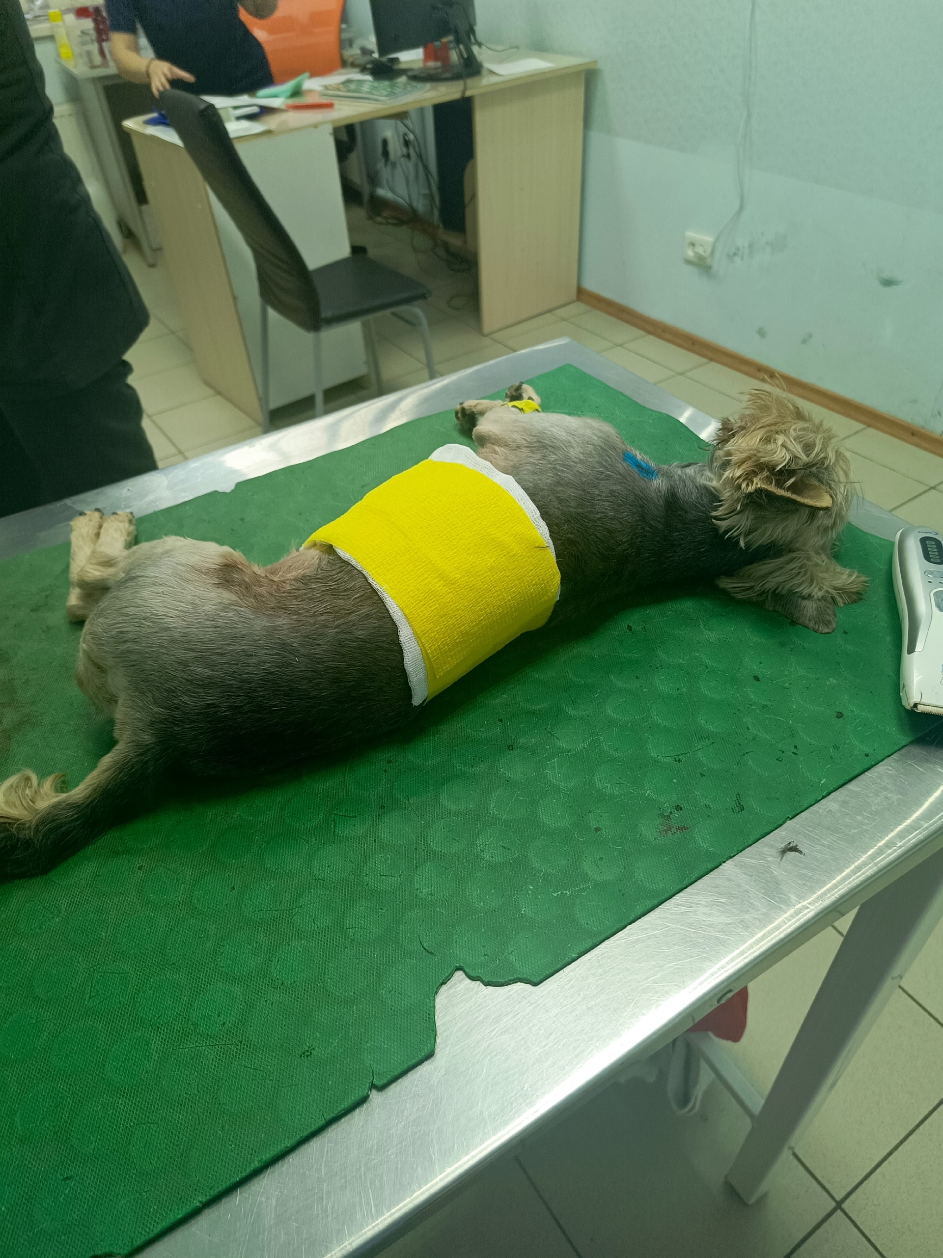 Маленький Йорк получил страшные травмы, бросившись защищать детей от напавшего алабая на окраине Петрозаводска