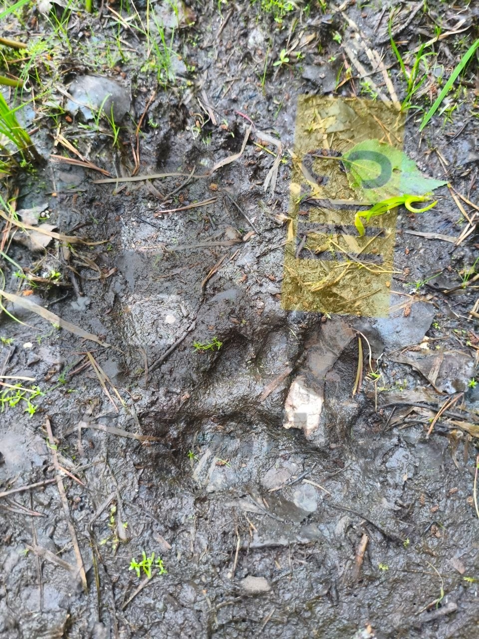 Свежие следы медвежонка обнаружили на Фонтанах в Петрозаводске