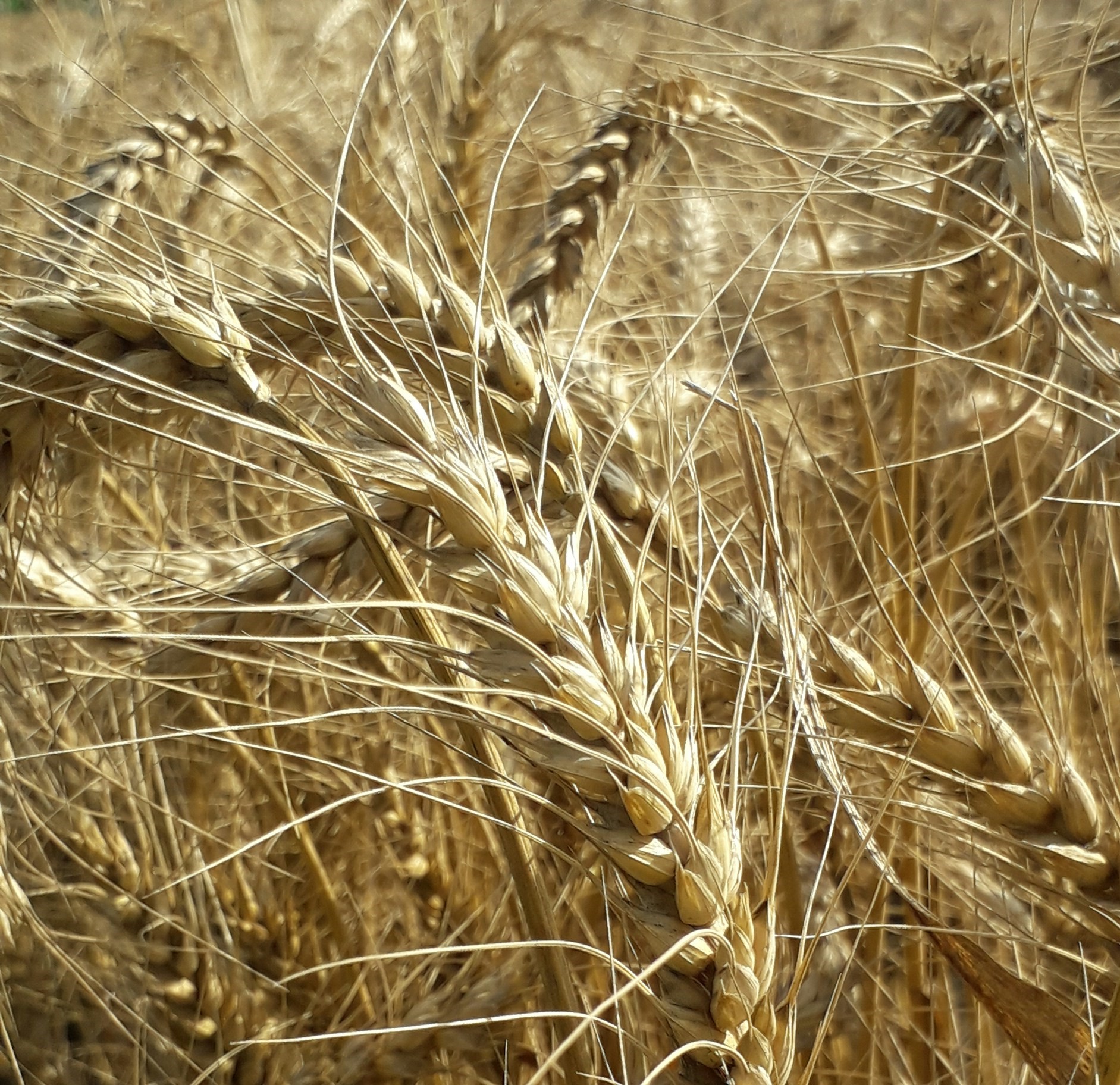 Поддельную декларацию на 7000 тонн кормовой пшеницы аннулировали