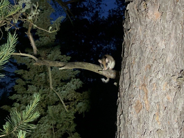 Садовая соня: редкого грызуна заметили ночью в Нижне-Свирском заповеднике