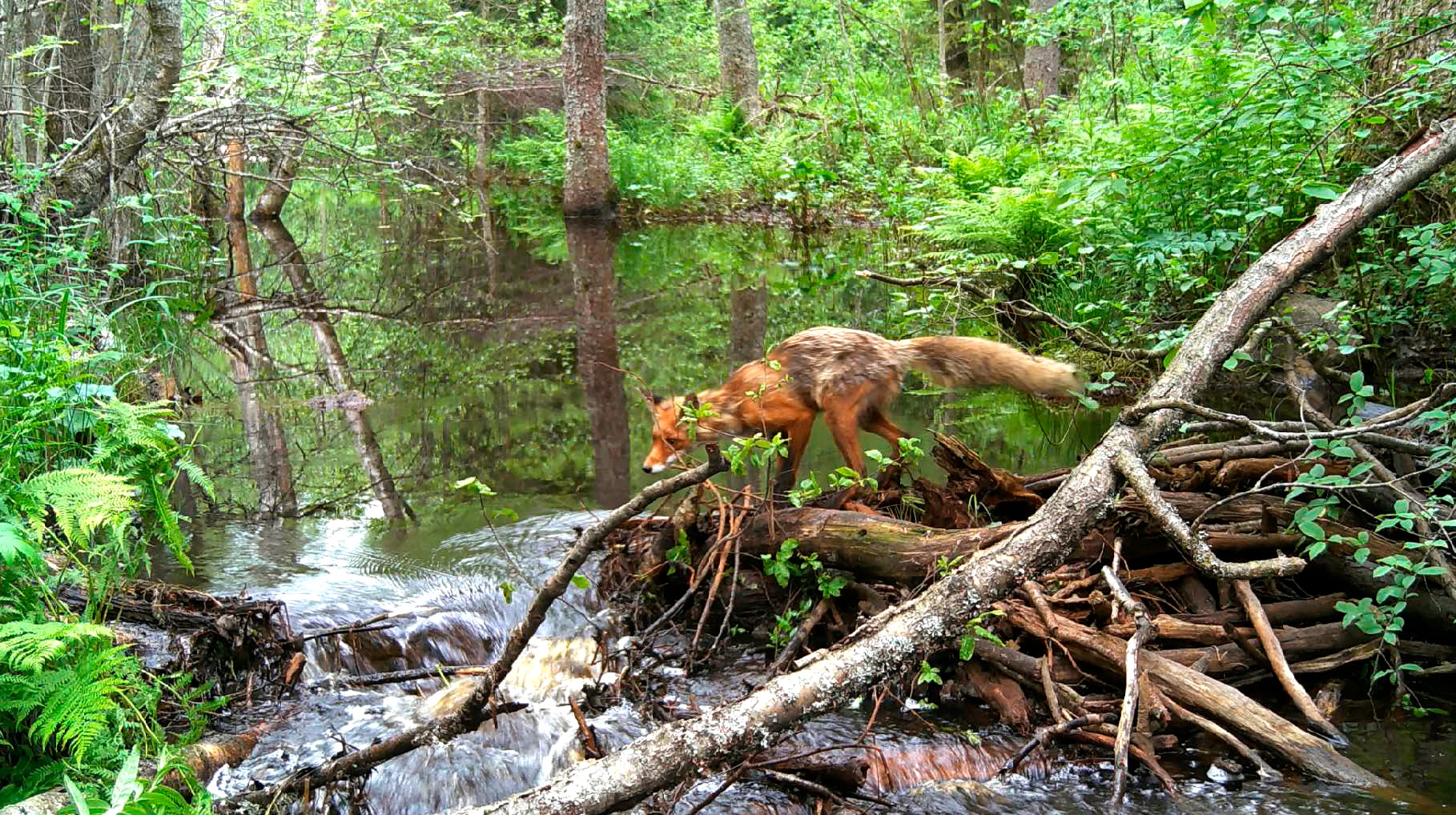 Лиса нашла путь: хитрая плутовка перешла через реку по плотине