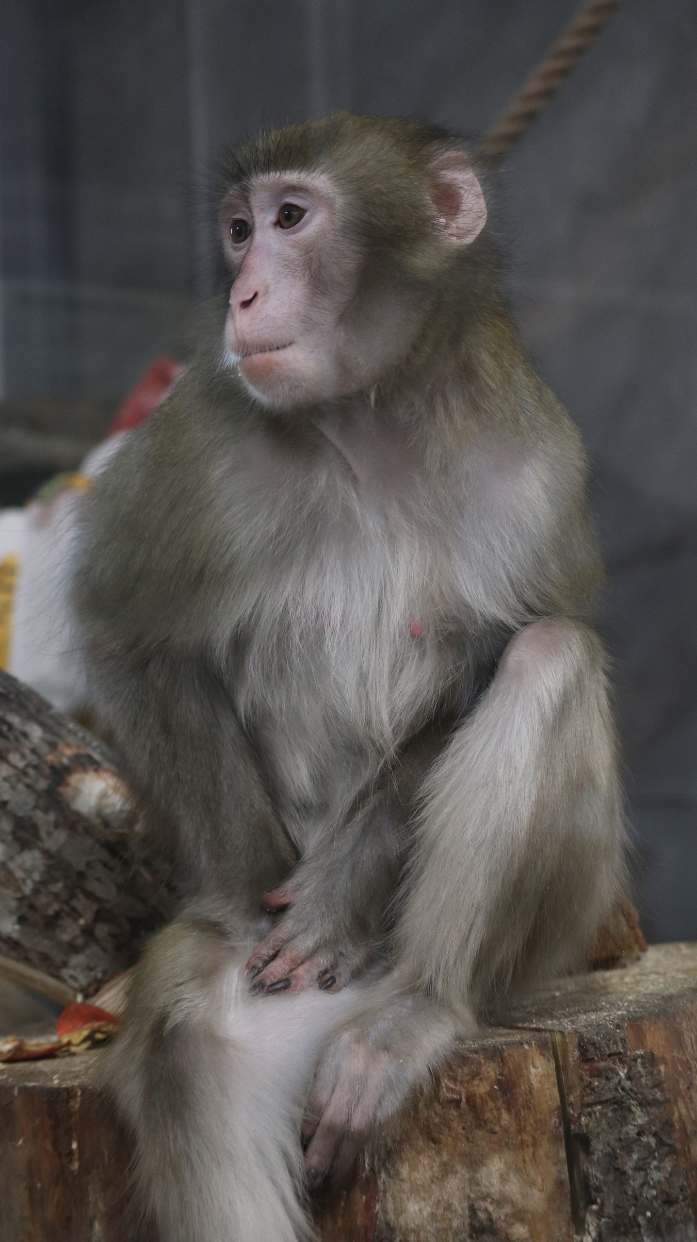 В Карельском зоопарке можно увидеть северного примата