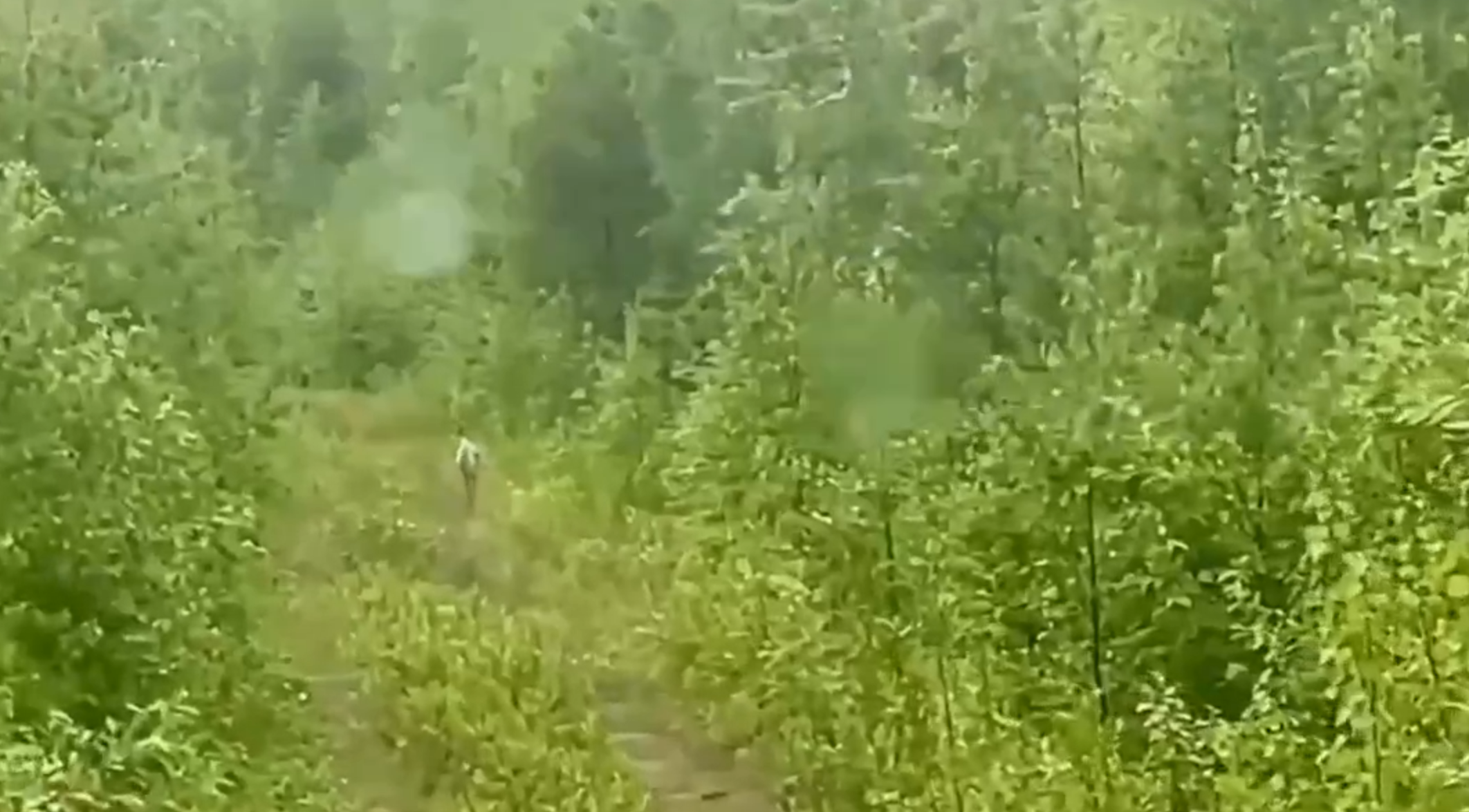 Житель Карелии встретил журавля и снял на видео