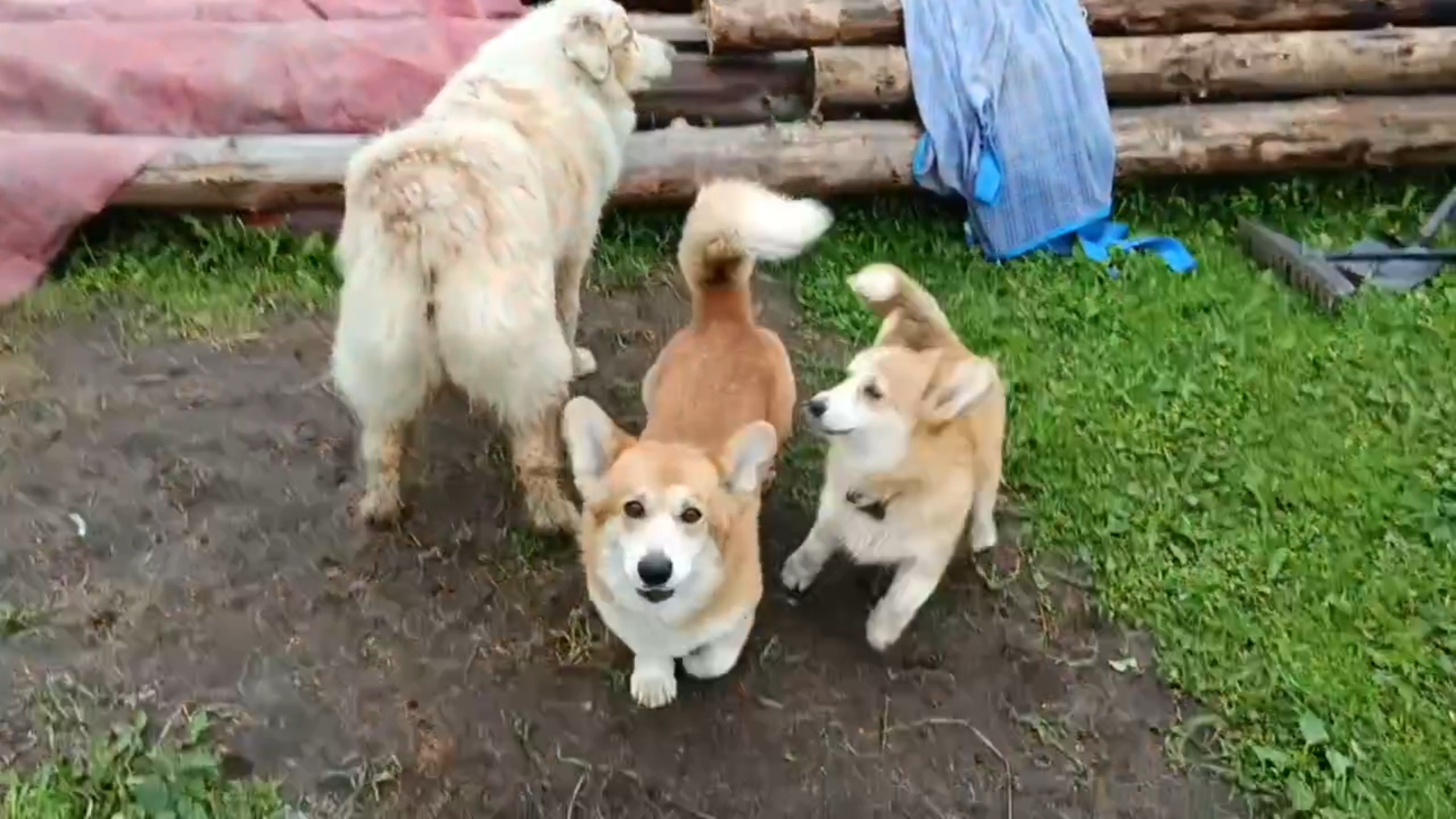 Узнали, кто встречает гостей фермы на маршруте «Галопом по землям вепсов»