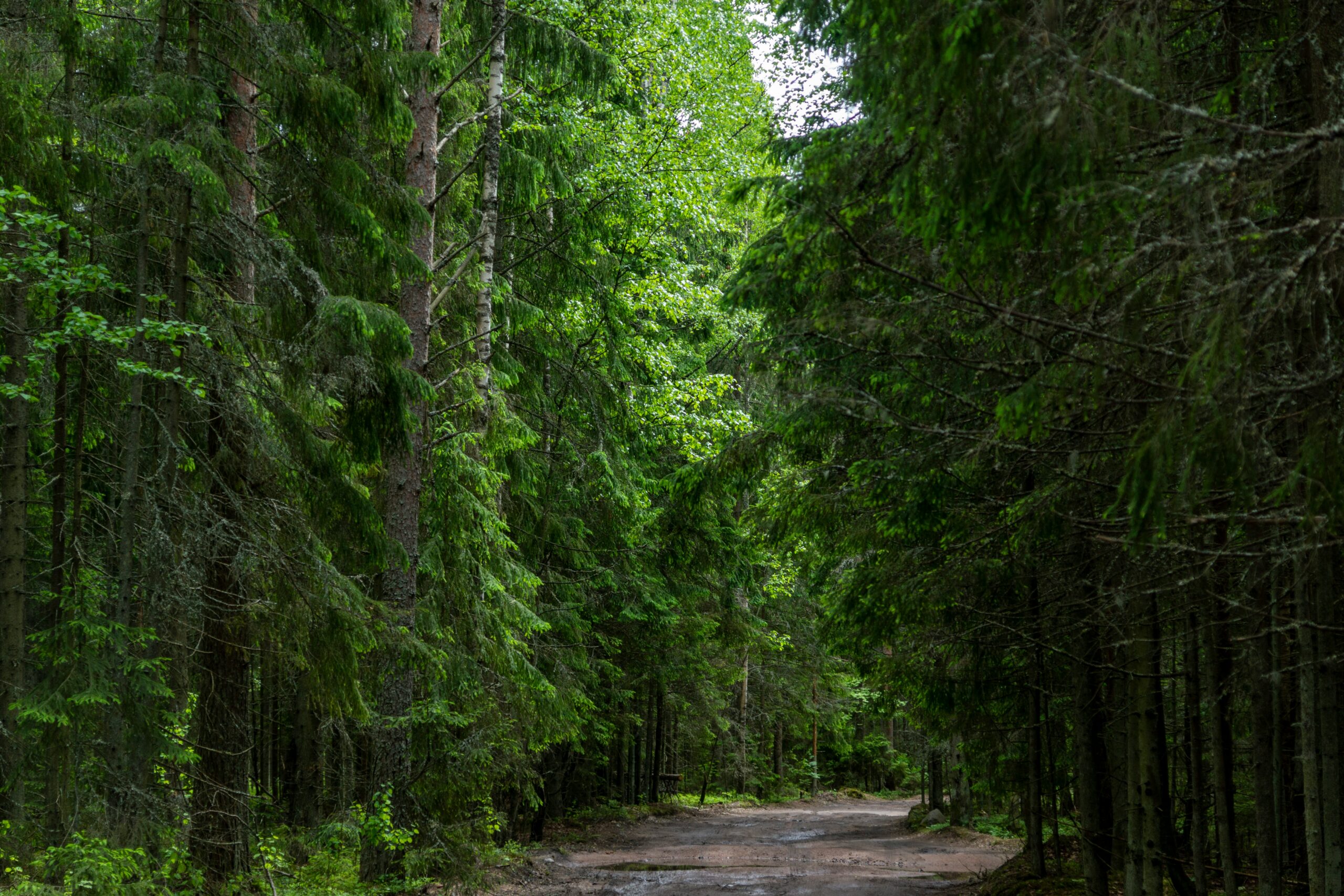 Почти две трети карельских лесов переданы в аренду